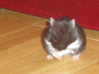 dsc00315.jpg dsc00315.jpg