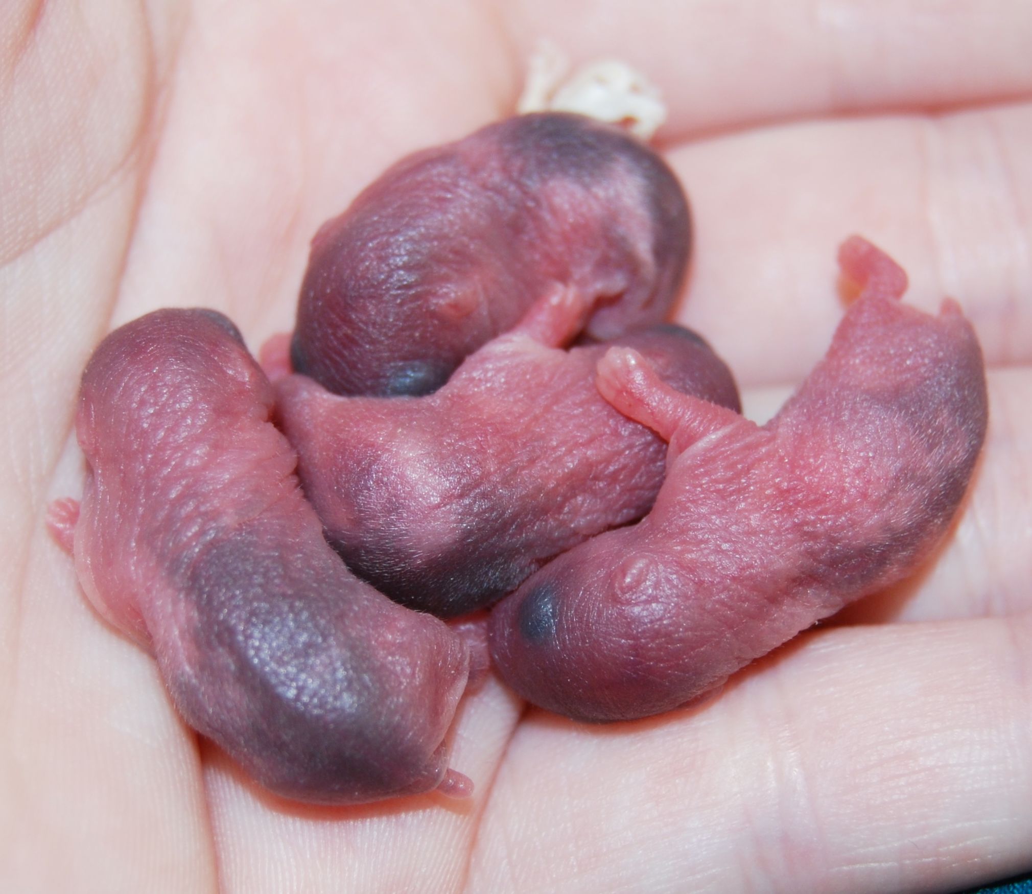 dsc_2016.jpg dsc_2016.jpg