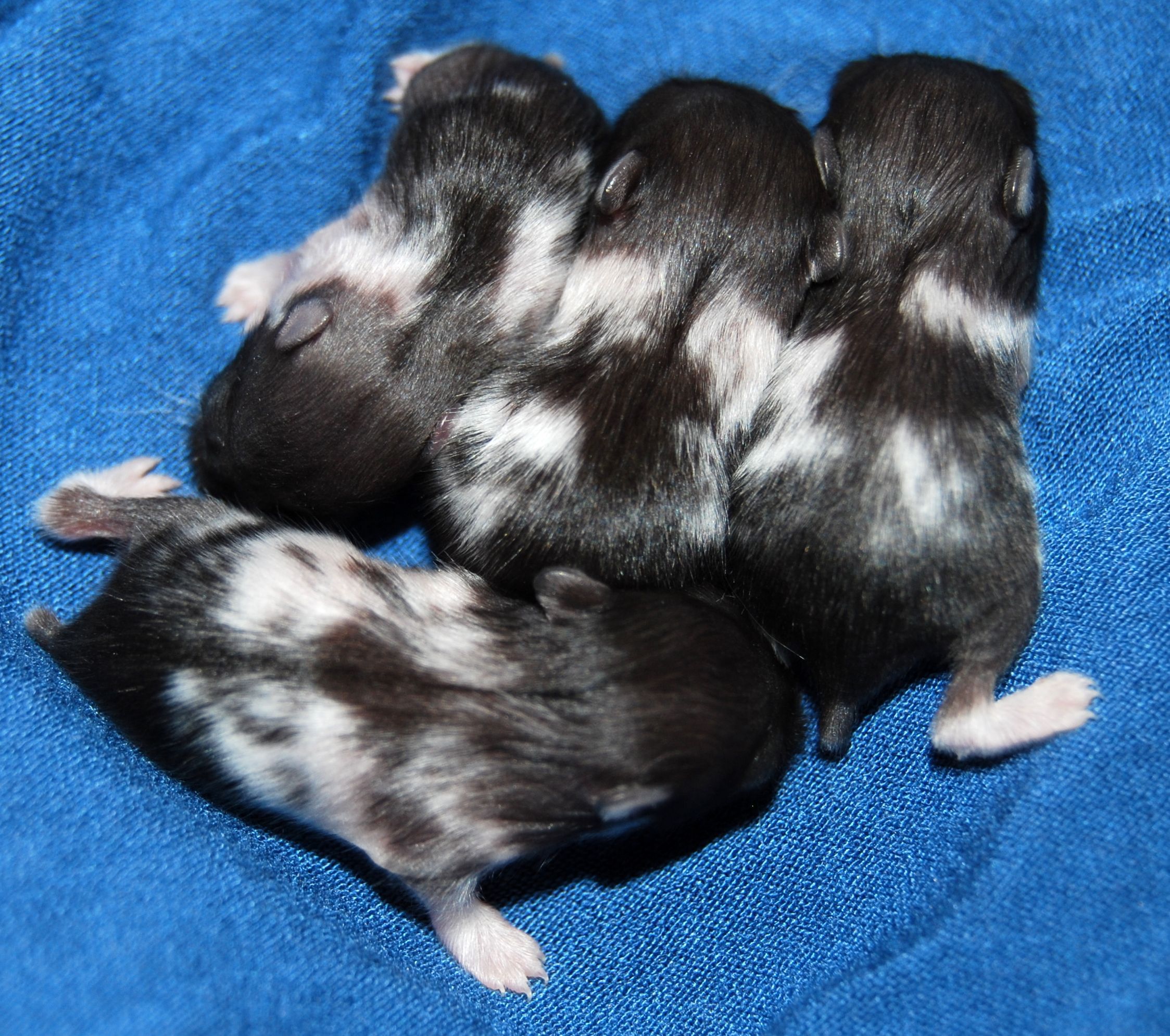 dsc_2224.jpg dsc_2224.jpg