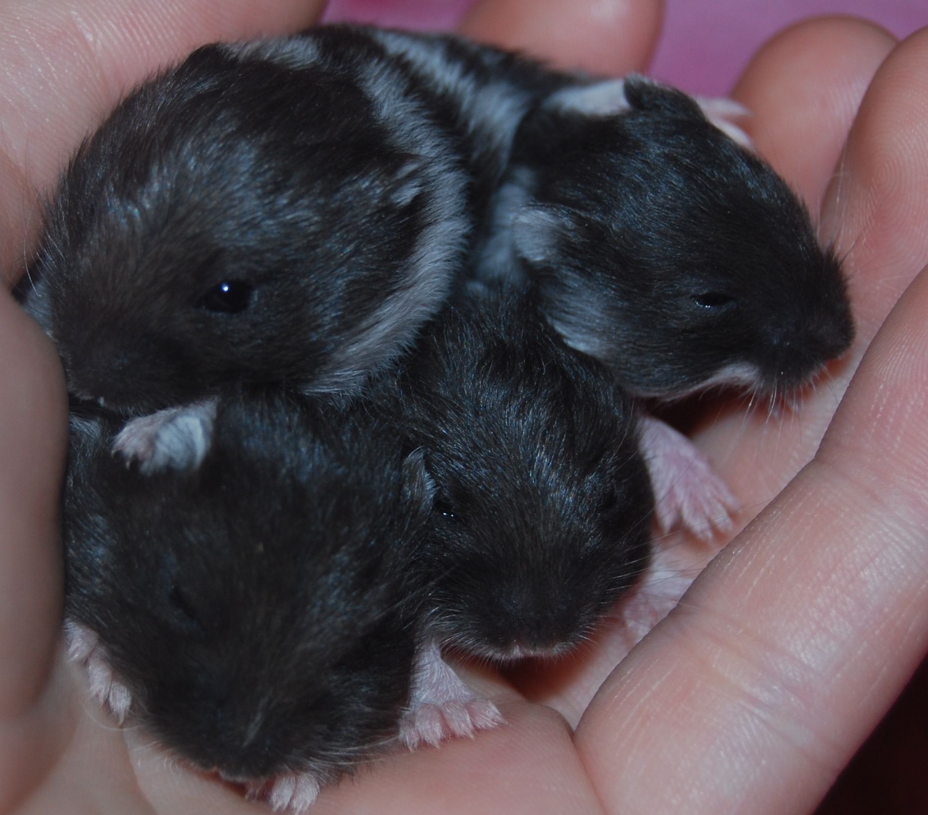 dsc_2643.jpg dsc_2643.jpg