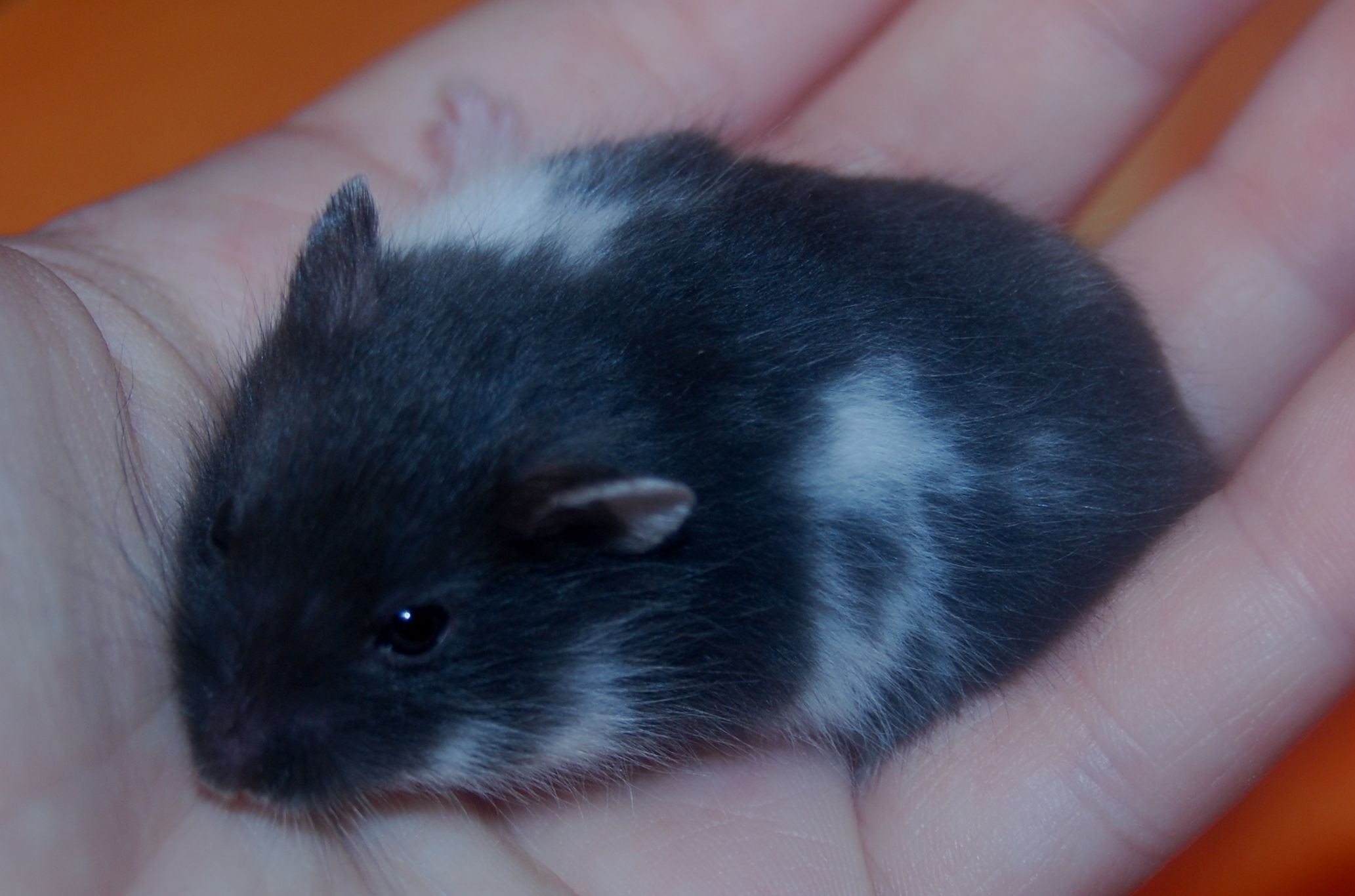 dsc_3179.jpg dsc_3179.jpg