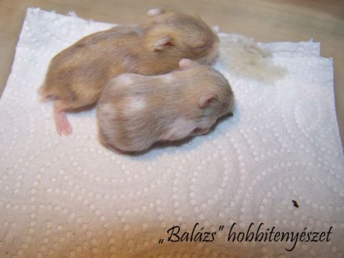 szoszi1.jpg szoszi1.jpg