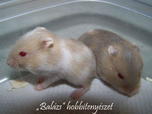 szoszi2.jpg szoszi2.jpg